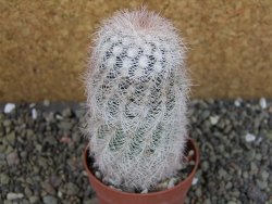 Echinocereus reichenbachii albispinus x bayleyi pot 6,5 cm - 12403331