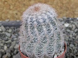 Echinocereus reichenbachii albispinus x bayleyi pot 5,5 cm