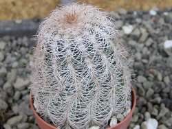 Echinocereus reichenbachii albispinus x bayleyi pot 5,5 cm - 12403337