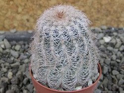 Echinocereus reichenbachii albispinus x bayleyi pot 5,5 cm - 12403338