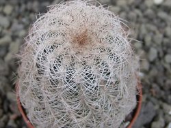 Echinocereus reichenbachii albispinus x bayleyi pot 5,5 cm - 12403339