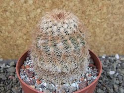 Echinocereus reichenbachii, pot 8,5 cm - 12403340