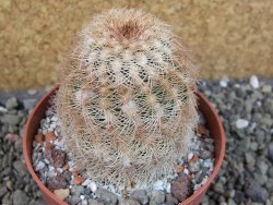 Echinocereus reichenbachii, pot 8,5 cm