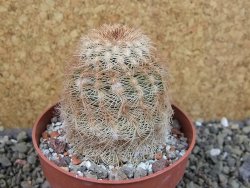 Echinocereus reichenbachii, pot 8,5 cm - 12403342