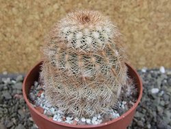 Echinocereus reichenbachii, pot 8,5 cm - 12403343