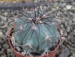 Echinocactus horizonthalonius pot 5,5 cm