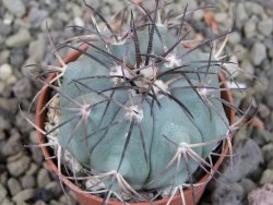 Echinocactus horizonthalonius pot 5,5 cm - 12403364