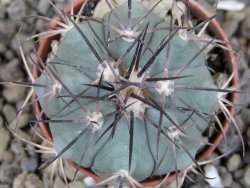 Echinocactus horizonthalonius pot 5,5 cm - 12403365
