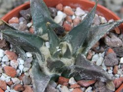 Ariocarpus trigonus horacekii Jaumave, Tam. pot 5,5 cm