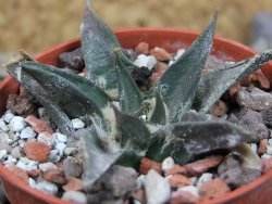 Ariocarpus trigonus horacekii Jaumave, Tam. pot 5,5 cm - 12403370
