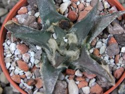 Ariocarpus trigonus horacekii Jaumave, Tam. pot 5,5 cm - 12403371