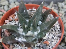 Ariocarpus trigonus horacekii Jaumave, Tam. pot 5,5 cm - 12403372