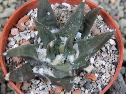 Ariocarpus trigonus horacekii Jaumave, Tam. pot 5,5 cm - 12403373