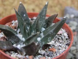 Ariocarpus trigonus horacekii Jaumave, Tam. pot 5,5 cm