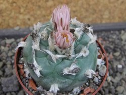 Lophophora viridescens pot 6,5 cm