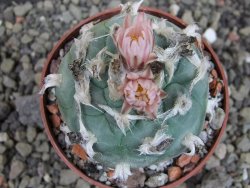 Lophophora viridescens pot 6,5 cm - 12403376