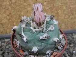 Lophophora viridescens pot 6,5 cm - 12403377