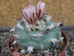 Lophophora viridescens pot 6,5 cm - 12403378