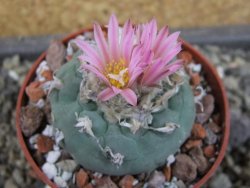 Lophophora fricii pot 6,5 cm - 12403395
