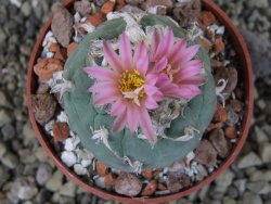 Lophophora fricii pot 6,5 cm - 12403396