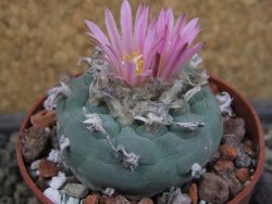 Lophophora fricii pot 6,5 cm