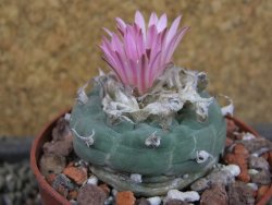 Lophophora fricii pot 6,5 cm - 12403398
