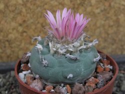 Lophophora fricii pot 6,5 cm - 12403399