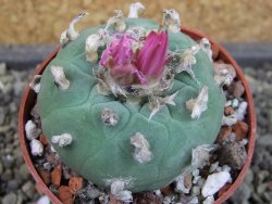 Lophophora fricii pot 6,5 cm