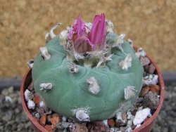 Lophophora fricii pot 6,5 cm - 12403401