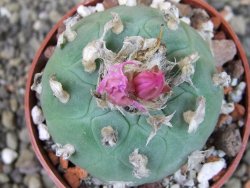 Lophophora fricii pot 6,5 cm - 12403402