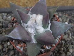 Ariocarpus confususPP 420 Aramberi NL 6,5 cm Cites IA