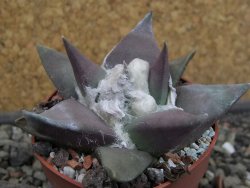 Ariocarpus confususPP 420 Aramberi NL 6,5 cm Cites IA - 12403433