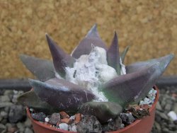 Ariocarpus confususPP 420 Aramberi NL 6,5 cm Cites IA - 12403434