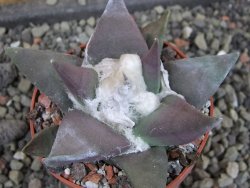 Ariocarpus confususPP 420 Aramberi NL 6,5 cm Cites IA - 12403435