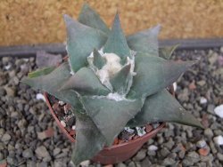 Ariocarpus confususPP 420 Aramberi NL 6,5 cm Cites IA - 12403436