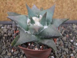 Ariocarpus confususPP 420 Aramberi NL 6,5 cm Cites IA - 12403437
