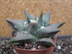Ariocarpus confususPP 420 Aramberi NL 6,5 cm Cites IA - 12403438