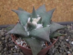 Ariocarpus confususPP 420 Aramberi NL 6,5 cm Cites IA