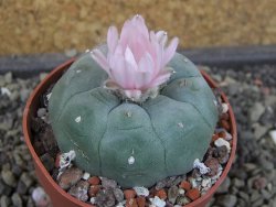 Lophophora williamsii pot 6,5 cm