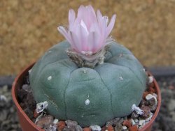 Lophophora williamsii pot 6,5 cm - 12403452