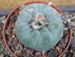 Lophophora williamsii pot 6,5 cm - 12403455
