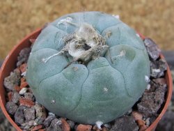 Lophophora williamsii pot 6,5 cm