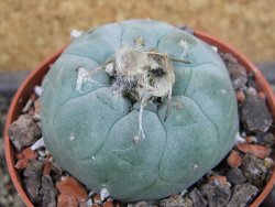 Lophophora williamsii pot 6,5 cm - 12403457