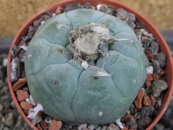 Lophophora williamsii pot 6,5 cm - 12403458