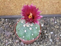 Astrophytum asterias X red flower oibo akabana, pot 6,5 cm