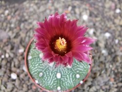Astrophytum asterias X red flower oibo akabana, pot 6,5 cm - 12403505