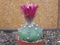 Astrophytum asterias X red flower oibo akabana, pot 6,5 cm - 12403506