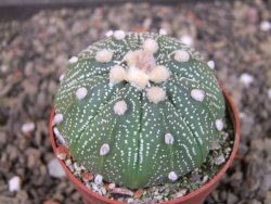 Astrophytum asterias X red flower oibo akabana, pot 6,5 cm - 12403507