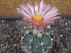 Astrophytum crasispinoides X red flower oibo akabana, pot 7 cm