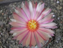 Astrophytum crasispinoides X red flower oibo akabana, pot 7 cm - 12403509